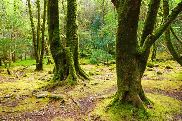 Magic mossy trees, Killarney National Park