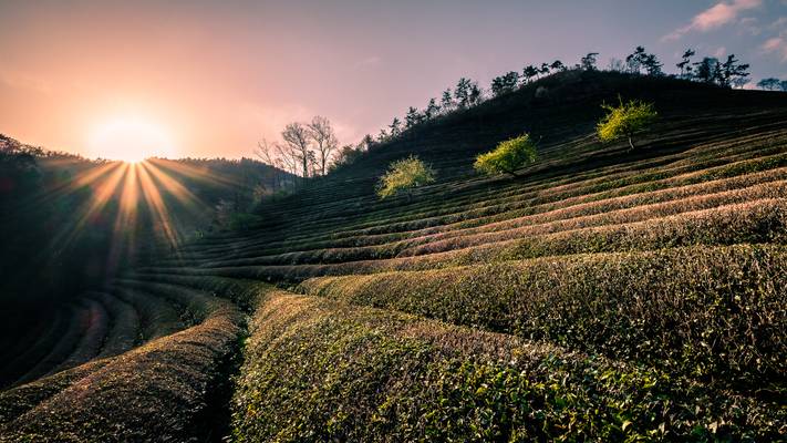 Boseong Green Tea Field - South Korea - Travel photography