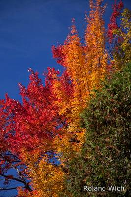 Autumn Colours