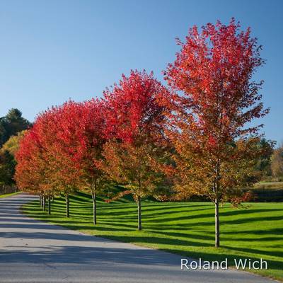 Autumn Colours