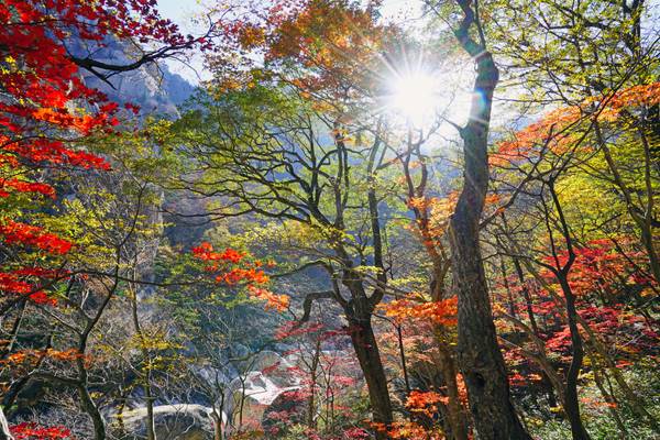 Sunbeams through autumn forest, Kumgangsan, North Korea