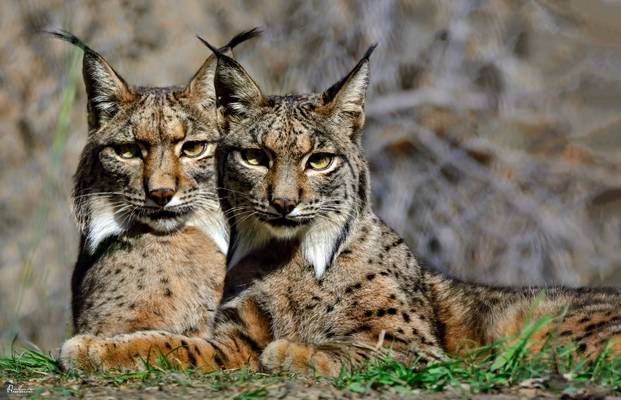 linces ibéricos.