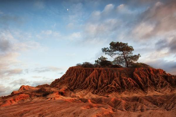 the Torrey pine