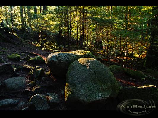 Beautiful morning at Lynn Canyon Park