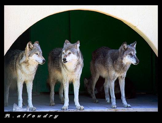 wolfs