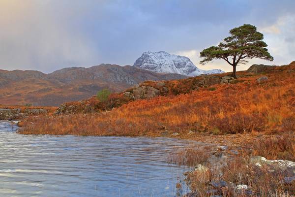 Slioch, A Scots pine, and a wee bit of Loch Maree.