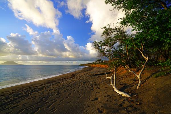 Beachfront view with a dry tree, Sandy Point, St Kitts