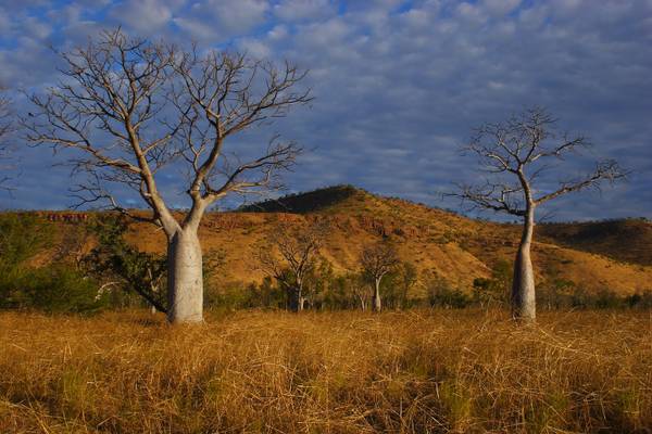 Boab Trees, East Kimberley