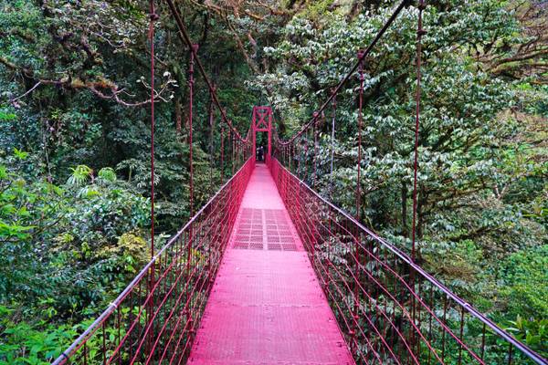 Suspension footbridge in the Cloud Forest, Monteverde, Costa Rica