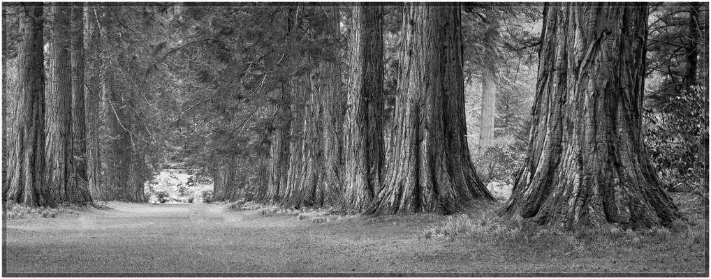 Redwood Avenue - Benmore Gardens - Scotland