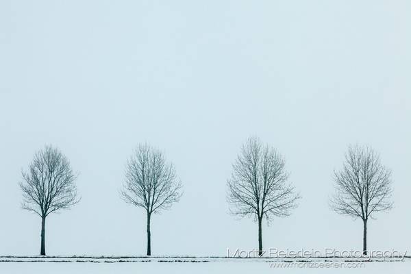 Four trees