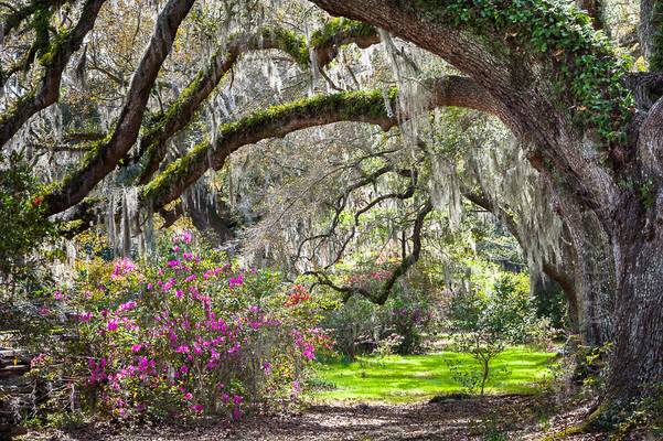 Grow Time in Charleston, South Carolina!