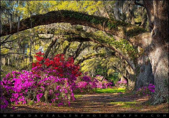 Charleston SC Spring Azalea Flowers - A Servant's Grace