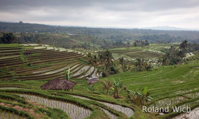 Bali - Jatiluwih Rice Terraces