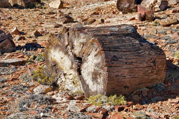 Bosque petrificado