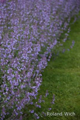 Stockholm - Lavender Fields