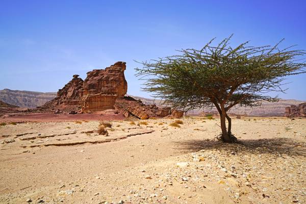 The Sphinx rock & the scenic tree, Timna Park, Israel