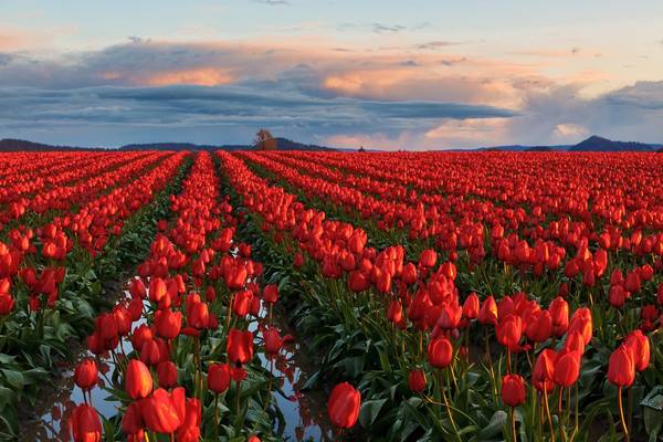 Skagit Valley Reds