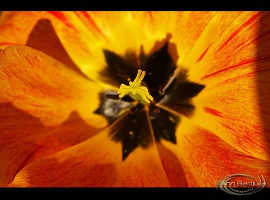 Tulip detail