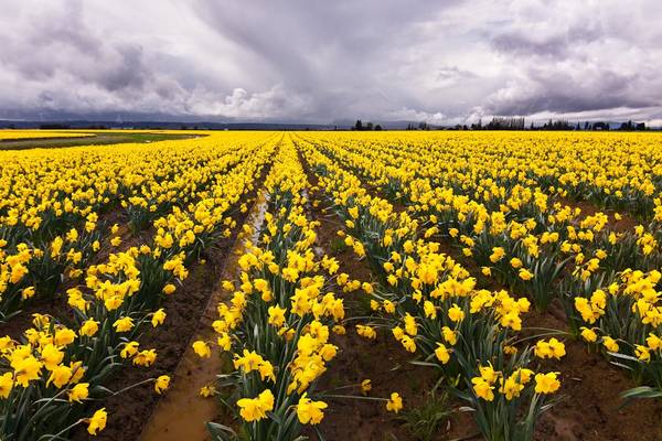 Skagit Valley Gold