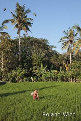 Ubud - Working in the rice fields