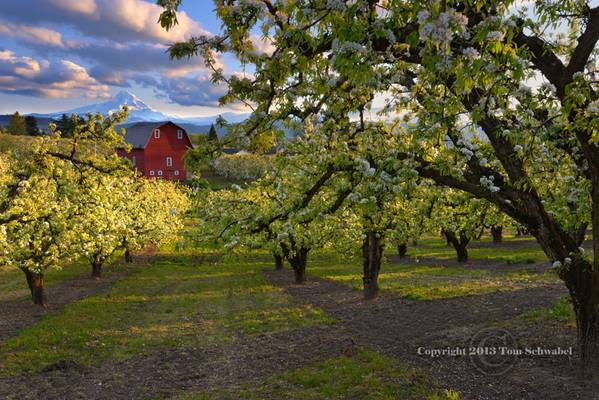 Spring in the Orchard