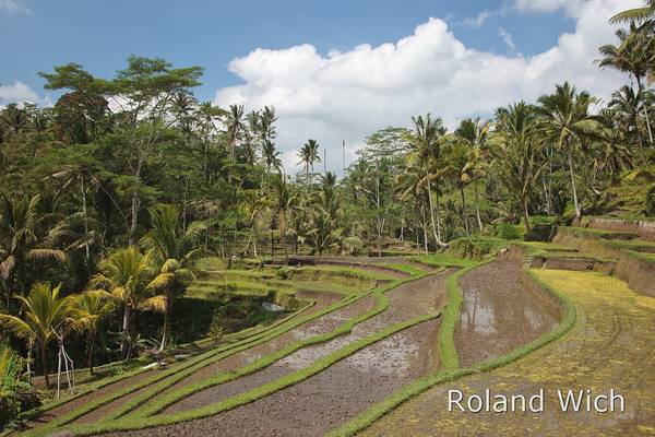 Bali - Rice Terraces