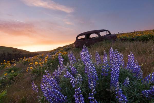 Hunting For Rusty Lupine