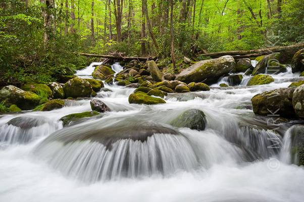 Spring in the Great Smoky Mountains National Park