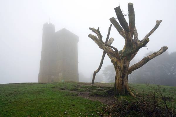 Leith Hill Tower behind the weird tree in a fog, England