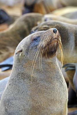 Portrait with prominent whiskers, Cape Cross, Namibia
