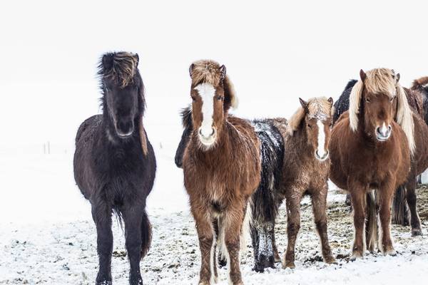 Iceland 2016 Icelandic horses
