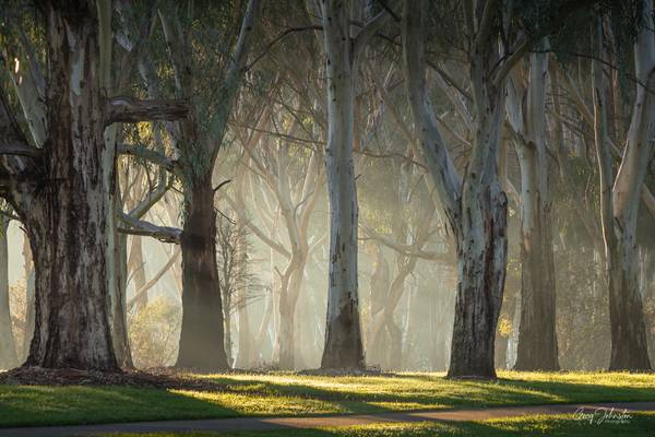 Sunlight streaming through