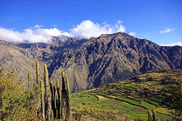 Colca Canyon view with cactuses