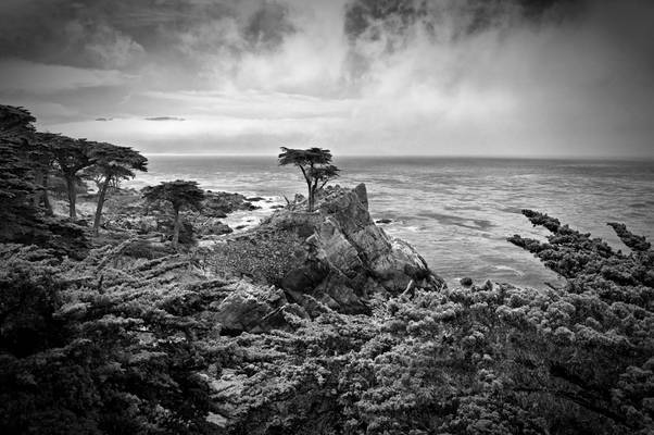 The Lone Cypress