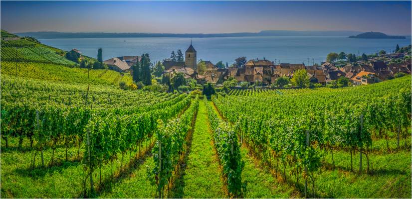 The vineyards of Twann.