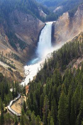 Lower Falls and Red Rock trail., Yellowstone N.P.