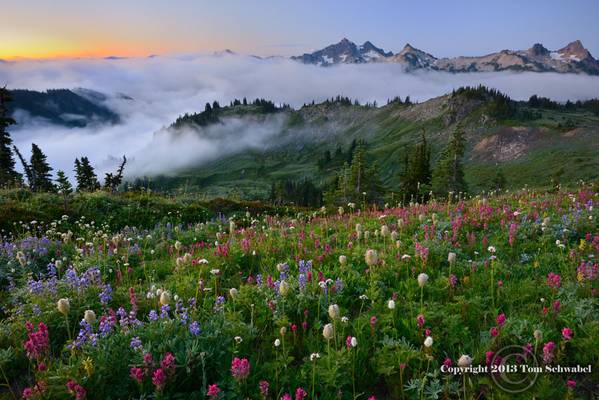 Fog Layer Cake