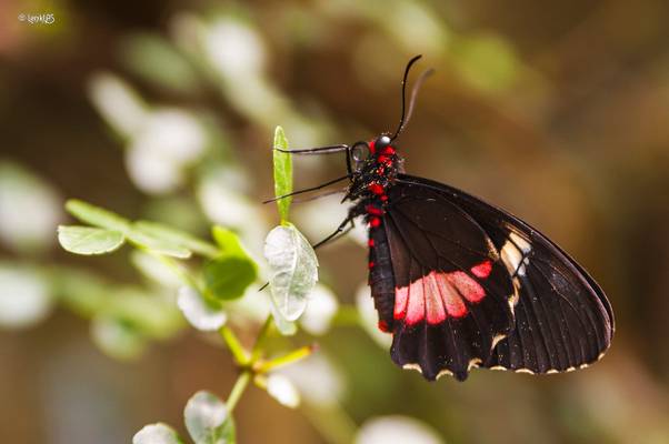 Butterflies in Fata Morgana