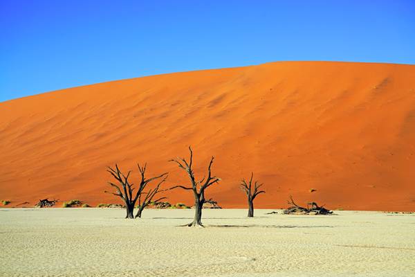 Gorgeous colours of Deadvlei, Namibia