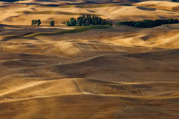The Golden Palouse