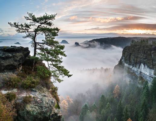 THE MOST FAMOUS PINE IN SAXON SWITZERLAND