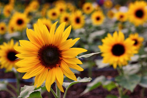 Sunflower, The Eden Project