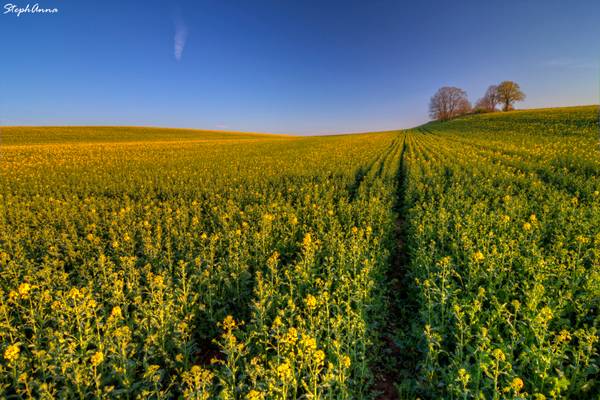 Champs de colza