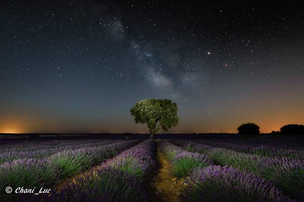 Cultivos de lavanda 3