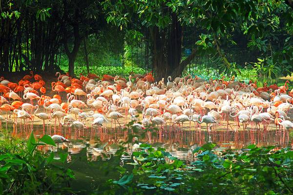 Pink Flamingos in Chimelong