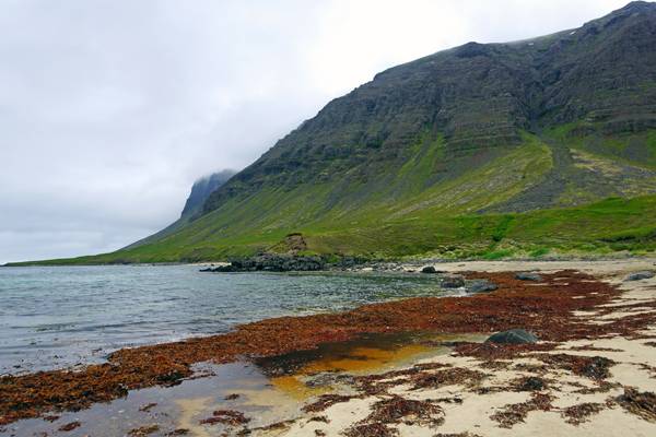 Red algae & green cliff, Tálknafjörður