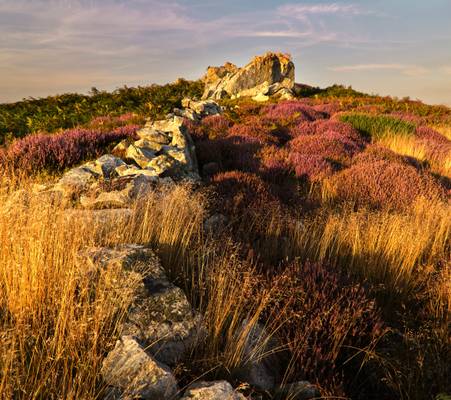 Golden grass purple heather