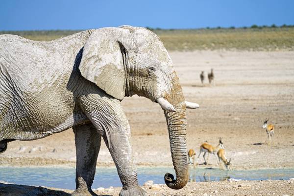 White giant, Etosha National Park, Namibia