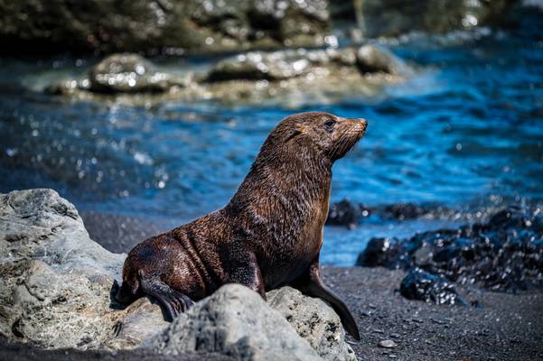 New Zealand Fur Seal Portrait
